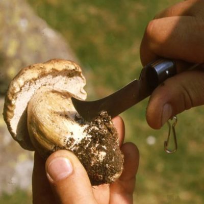 Mushroom Knife