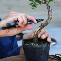 Bonsai Wire-Jin Pliers