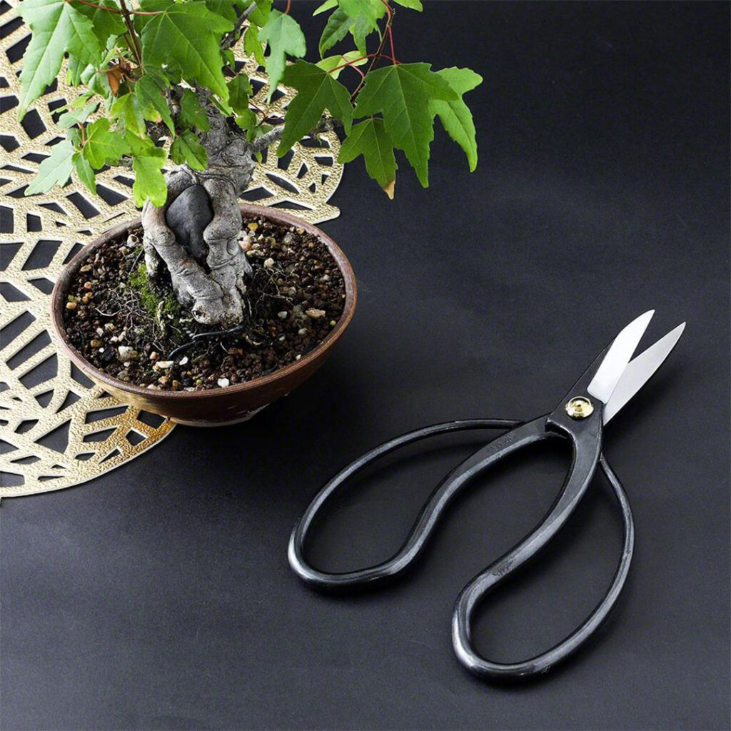 Hanafubuki TR Bonsai 180
