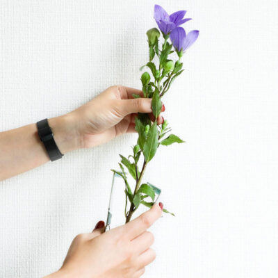 Wazakura Rose Thorn-Leaf Stripping