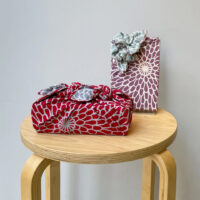 Gift Wrapping Chrysanthemum